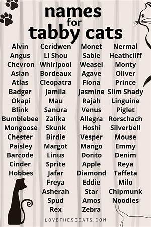 150+ Tabby Cat Names for Your Cute Kitty