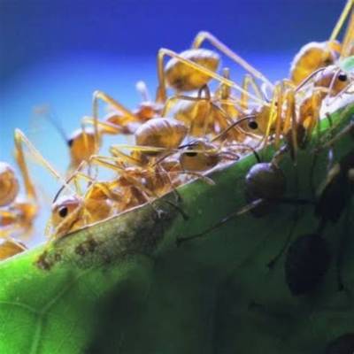 Antscanada Biography and Net Worth