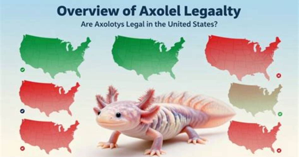 Are Axolotls Legal in Hawaii