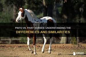 Are Pinto and Paint Horses the Same
