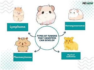 Are Tumors Common in Hamsters