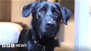 Bbc News Sean Dilley Eyes: Is He Blind? Find His Wikipedia and Family