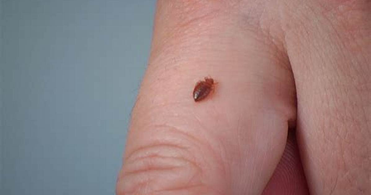 Can Chiggers Live Inside Your House