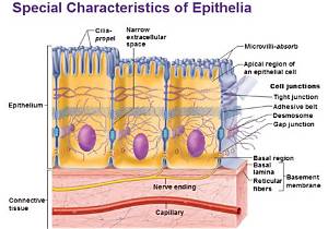 Characteristics of Epithelia Include All of the Following Except