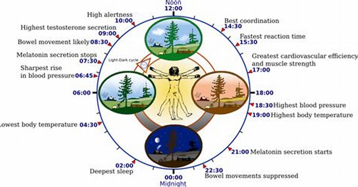 Chronobiology