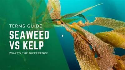 Difference Between Kelp and Seaweed
