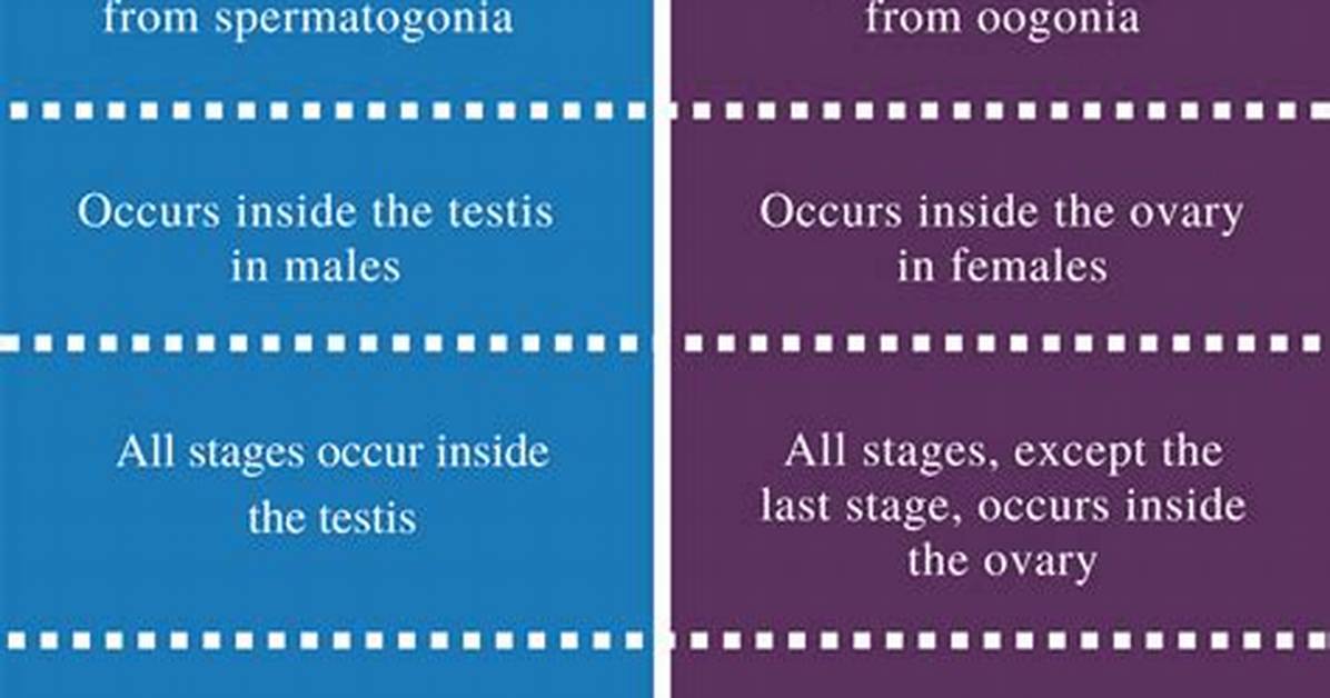 Difference Between Spermatogenesis and Oogenesis