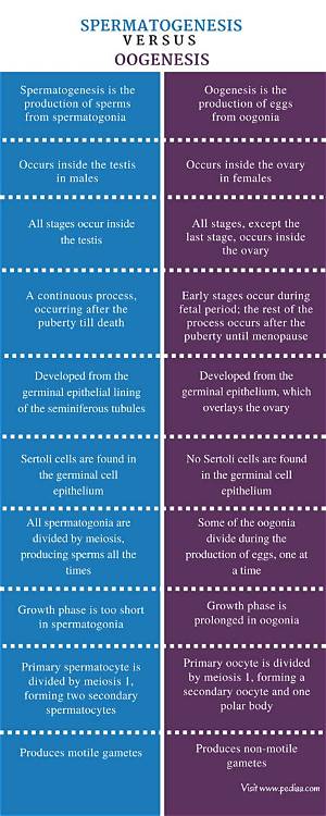 Difference Between Spermatogenesis and Oogenesis