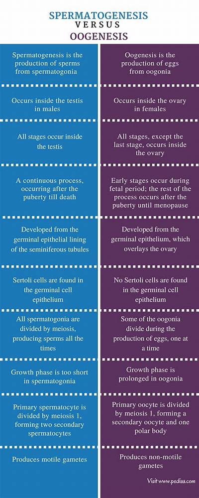 Difference Between Spermatogenesis and Oogenesis