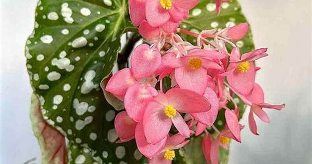 Do Begonias Come Back Year After Year