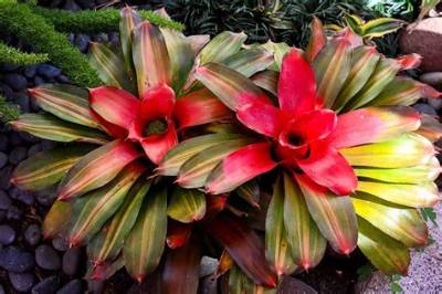 Do Bromeliads Need Sun or Shade