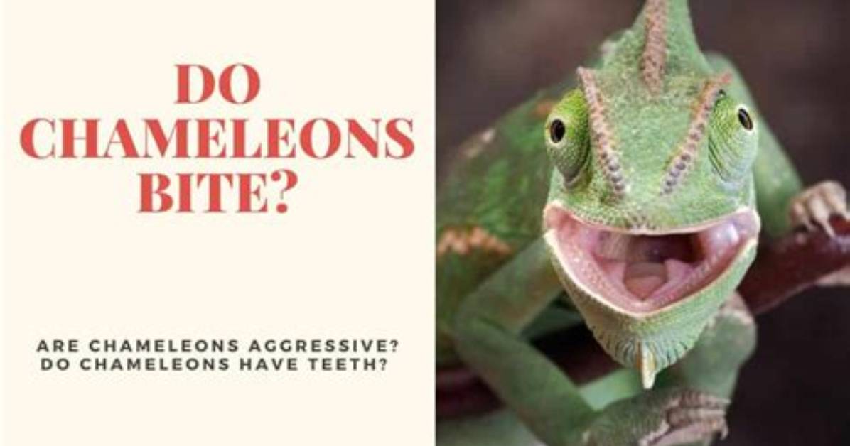 Do Chameleon Bites Hurt