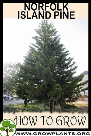 Do Norfolk Pines Grow Fast