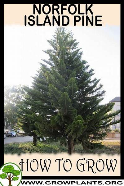 Do Norfolk Pines Grow Fast
