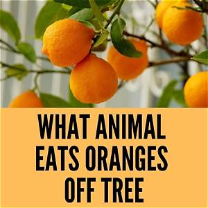 Do Possums Eat Oranges off the Tree