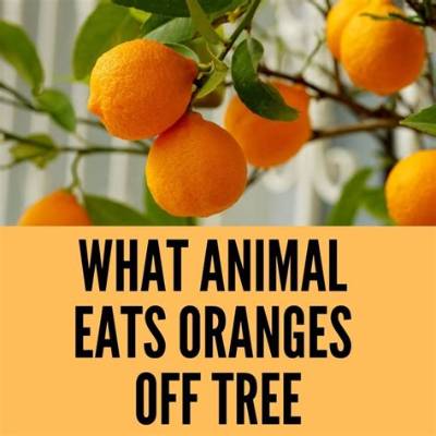 Do Possums Eat Oranges off the Tree