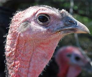 Do Turkeys Have Good Hearing