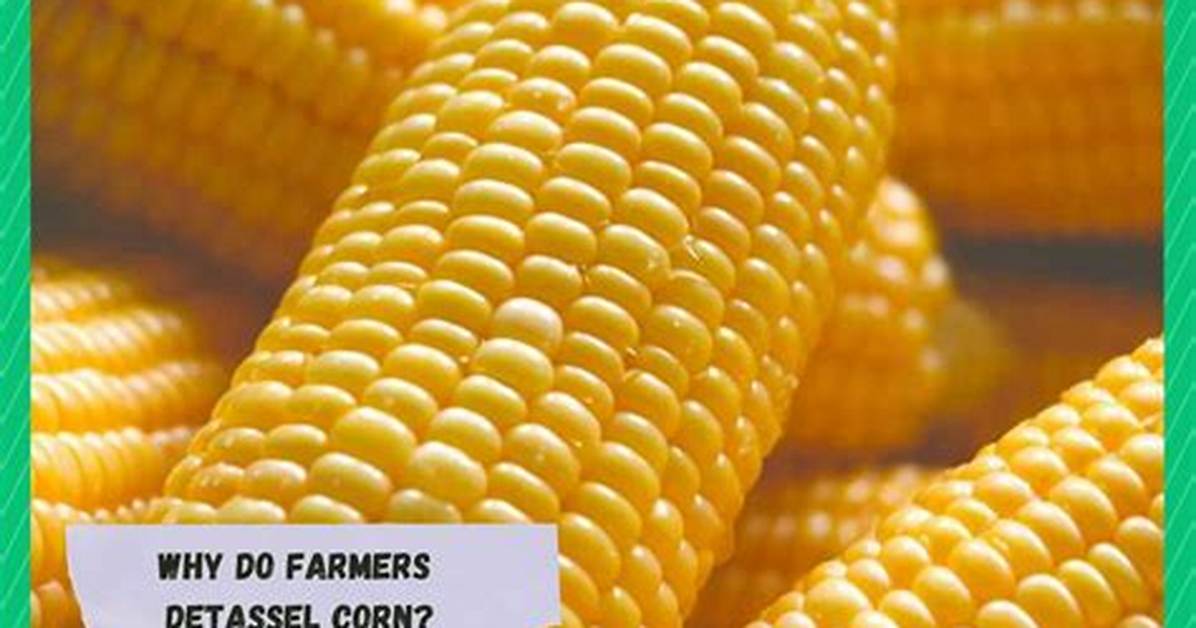Do You Detassel Sweet Corn