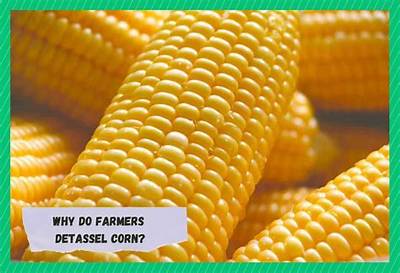 Do You Detassel Sweet Corn