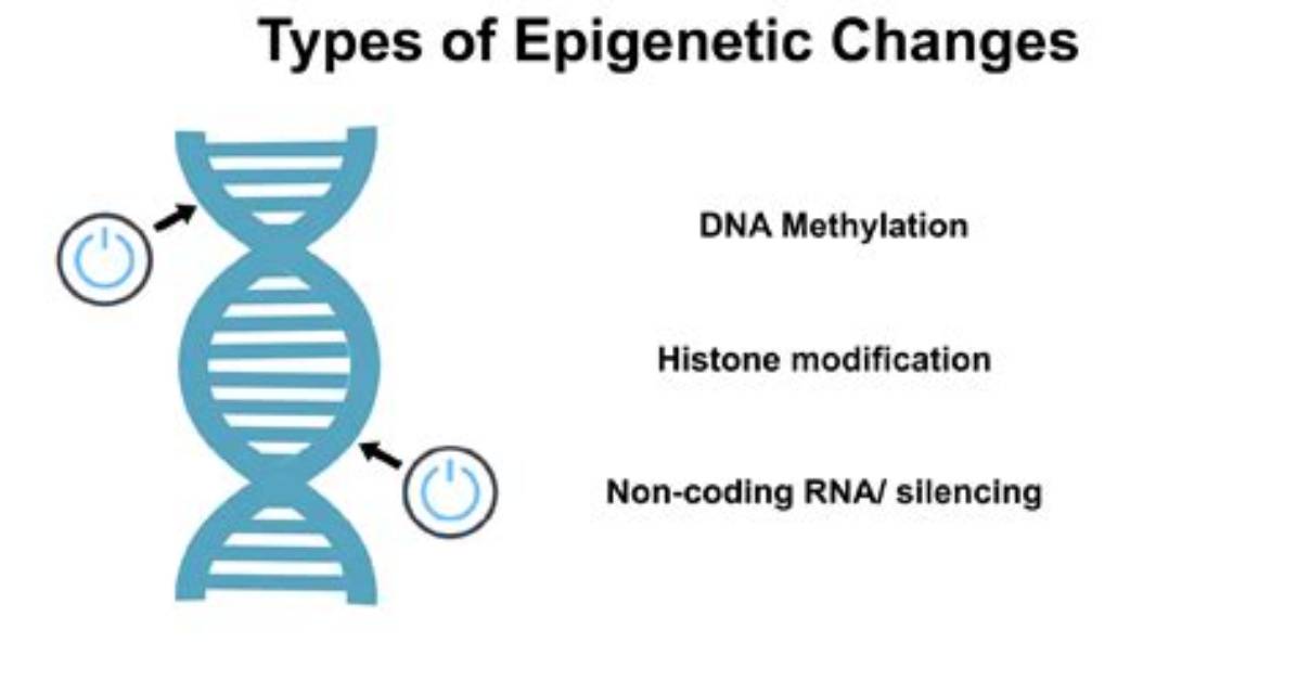 Epigenetic