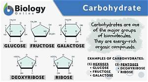 Examples of Carbohydrates in Biology