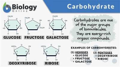 Examples of Carbohydrates in Biology