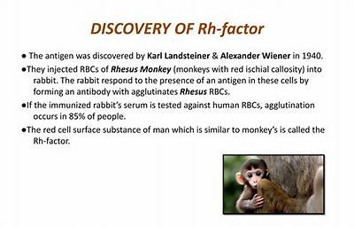 How Did the Discovery of the Rhesus Factor Affect Society