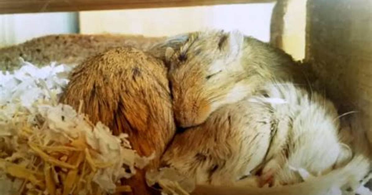 How Do Gerbils Sleep