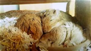 How Do Gerbils Sleep