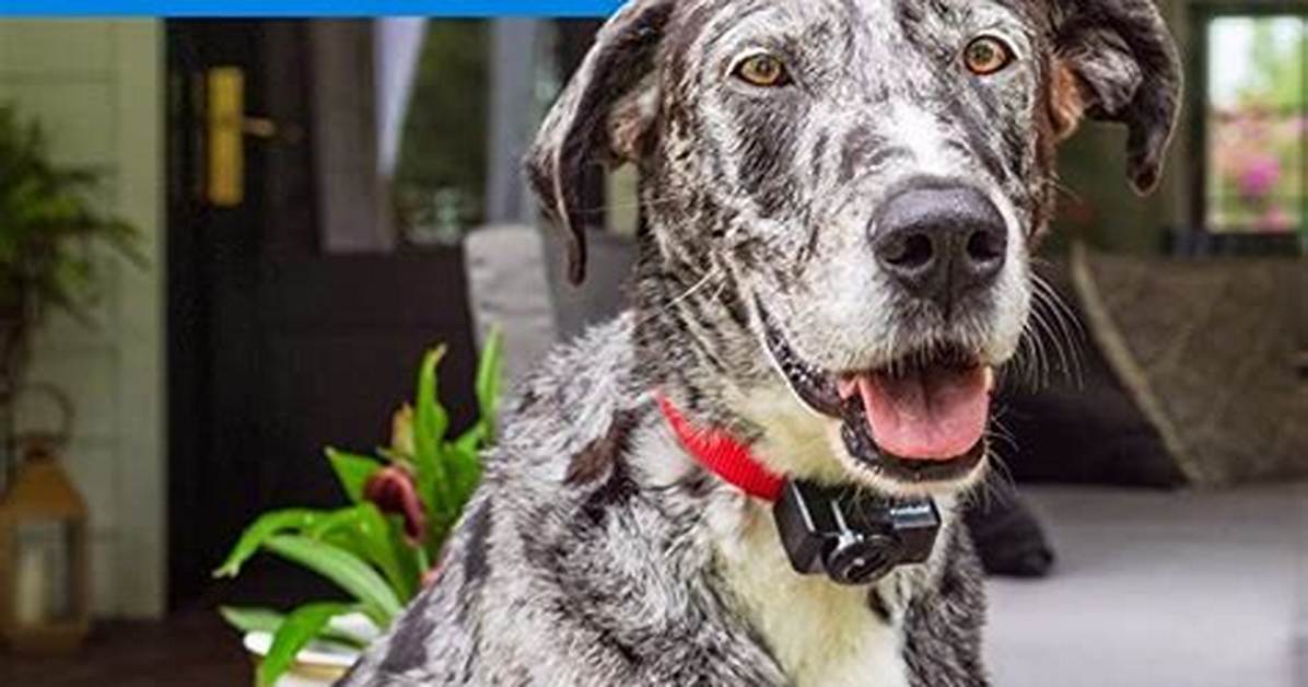How Do I Fix My Petsafe Wireless Fence