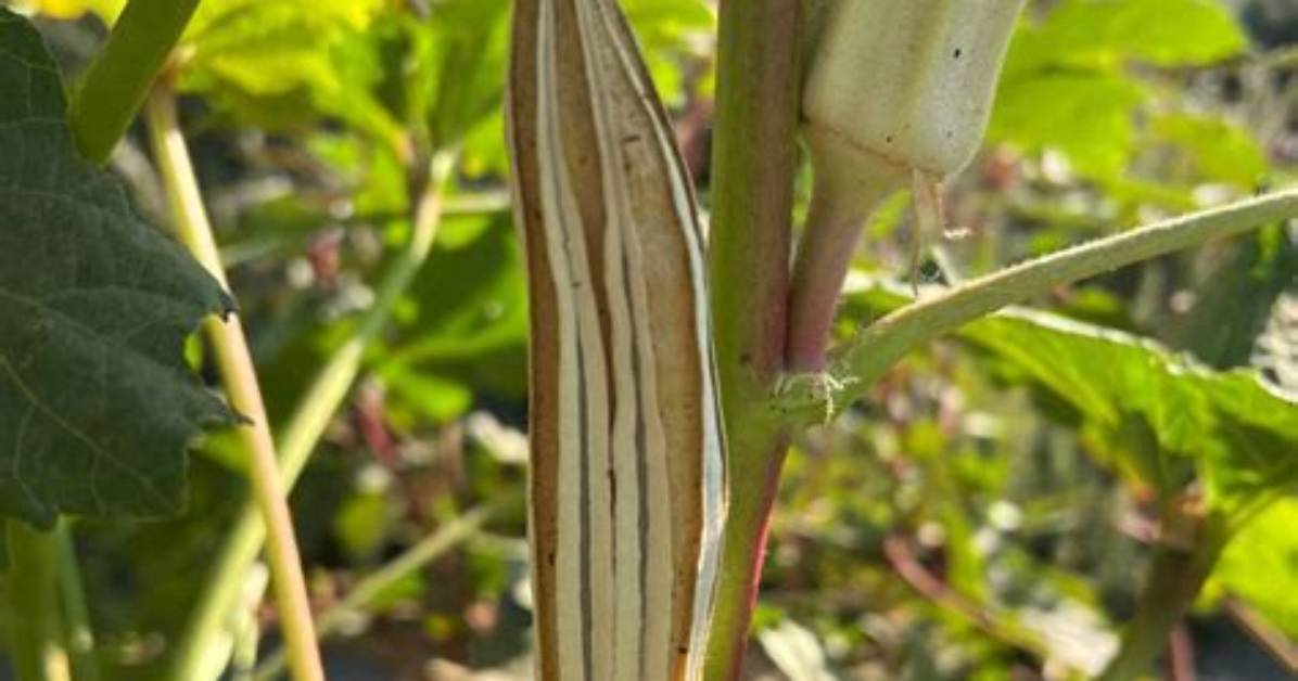 How Do You Remove Fuzz from Okra