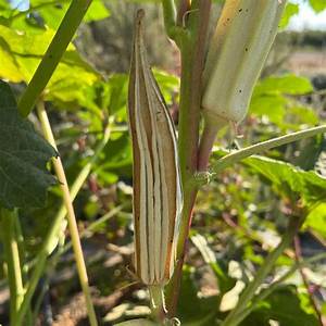 How Do You Remove Fuzz from Okra