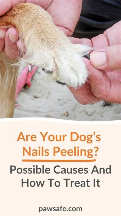 How Do You Treat a Peeling Dog Pad