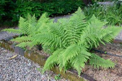 How Does the Lady Fern Adapt to the Deciduous Forest