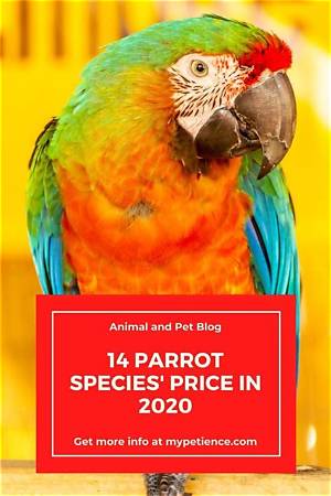 How Much Are Parrots at Petco