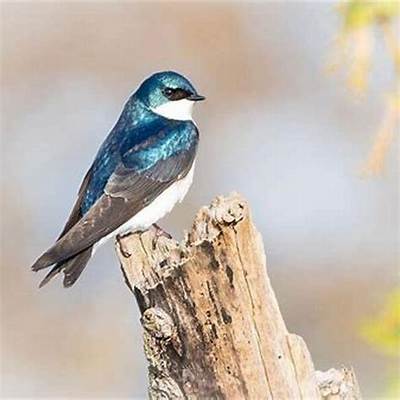 How Much Does a Swallow Weigh