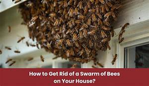 How to Get Rid of a Swarm of Bees