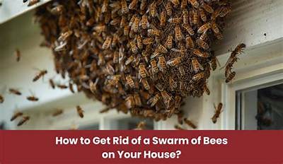 How to Get Rid of a Swarm of Bees