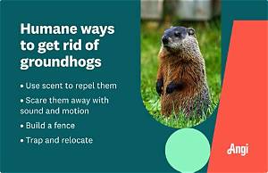 How to Get Rid of Groundhogs Ammonia