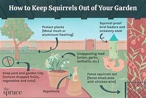 How to Get Rid of Squirrels