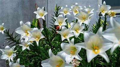 How to Grow Easter Lilies