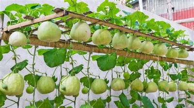 How to Grow Honeydew Melon