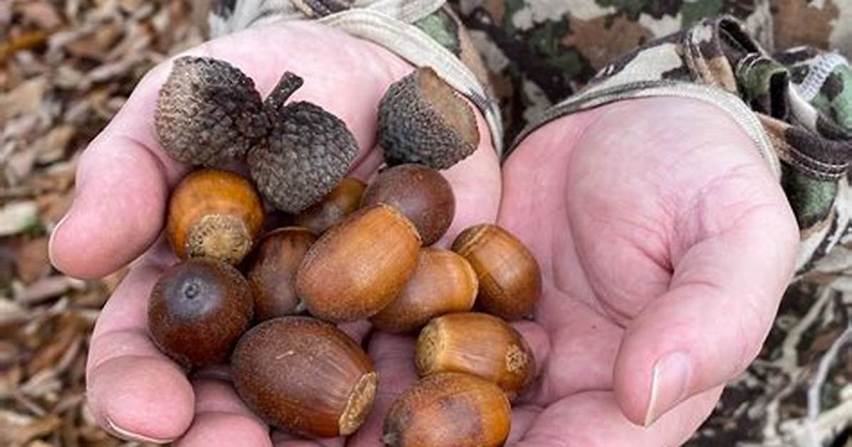 How to Preserve Acorns for Deer