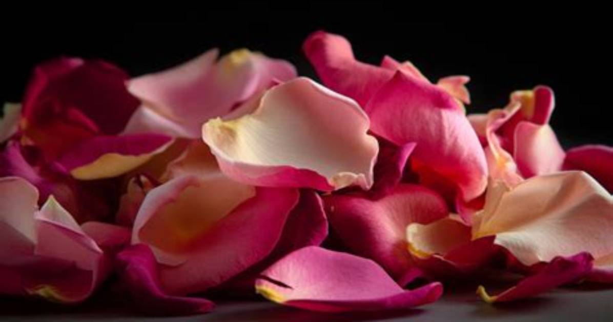 How to Preserve Rose Petals