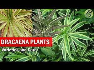 How to Pronounce Dracaena