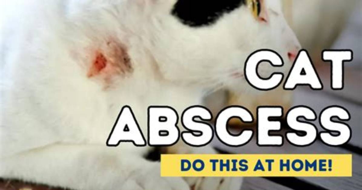 How to Treat Cat Abscess at Home