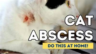 How to Treat Cat Abscess at Home
