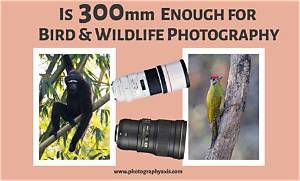 Is 300Mm Enough for Bird Photography