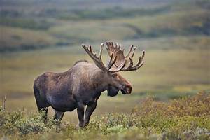 Is a Moose a Omnivore