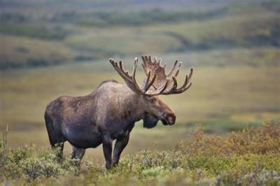 Is a Moose a Omnivore